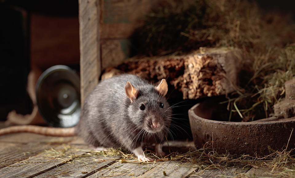 Rentokil avtale med Agrol rabatt