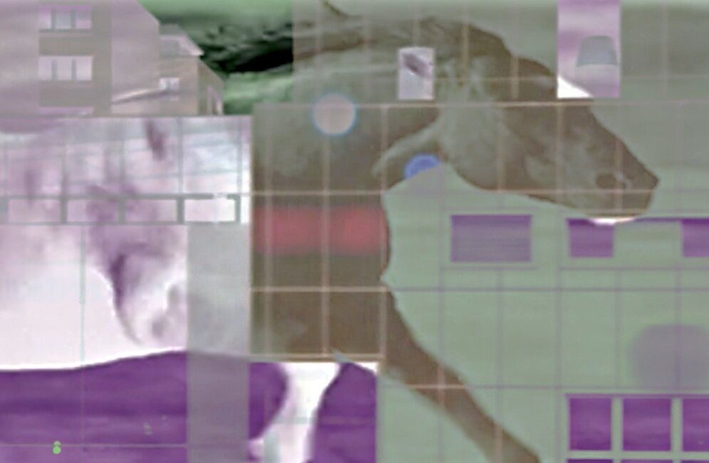 Grafisk illustrasjon med bilde av en hest, av Stine Gonsholt.