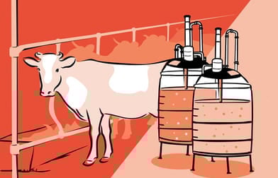 Illustrasjon som viser en ku på bås og to bioreaktorer