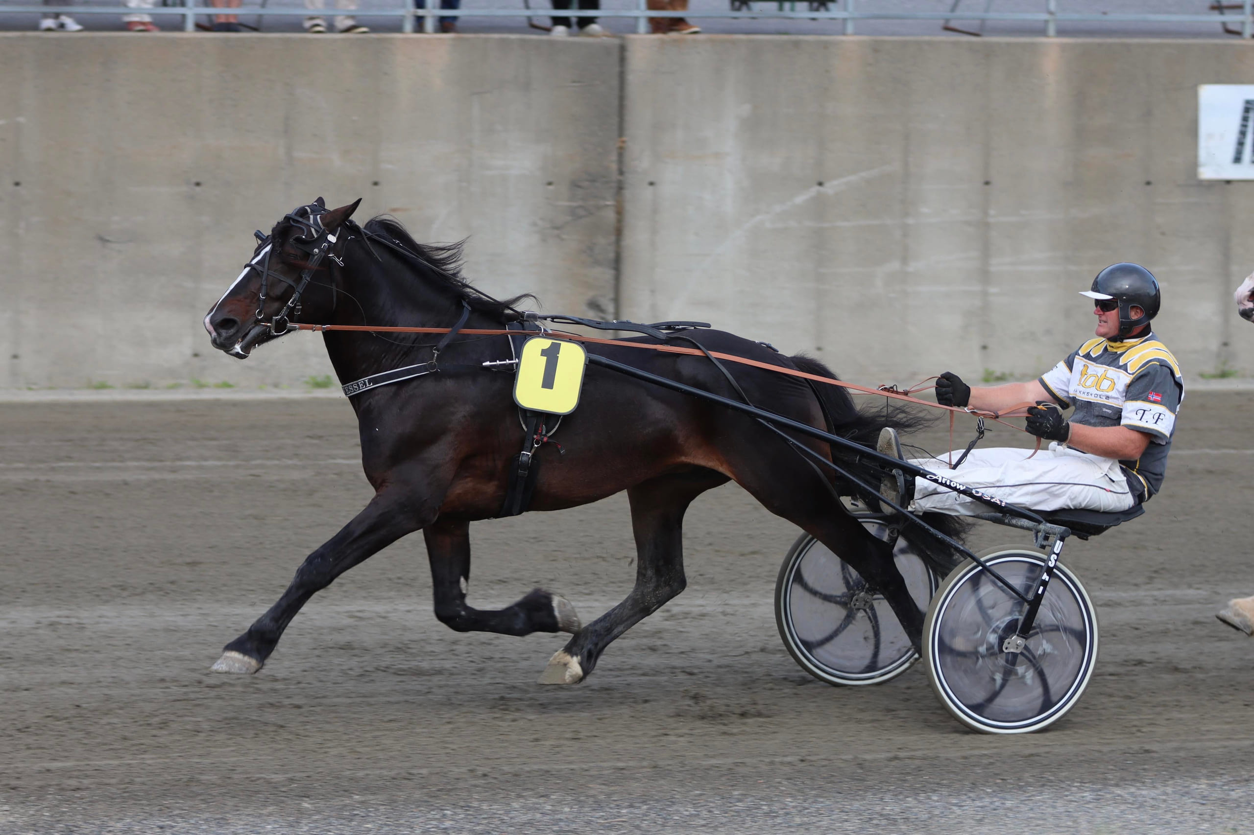 Han er en motsetning til de fleste andre hester - TGN